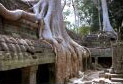 Tha Phrom � la merci des fromagers..